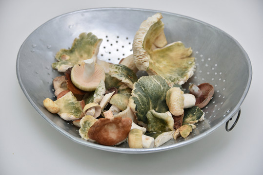 野生食用蘑菇