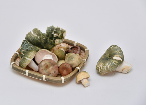 野生食用蘑菇