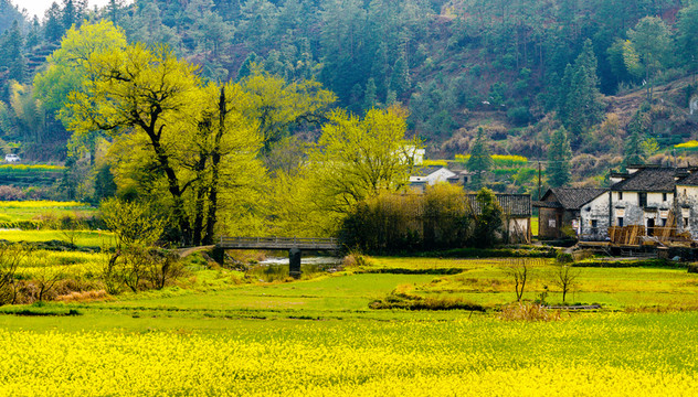 陽(yáng)光下的油菜花