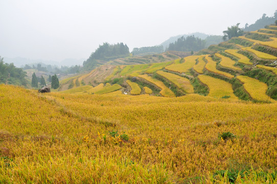 麗水云和梯田風(fēng)光