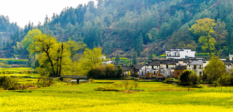 田野菜花地
