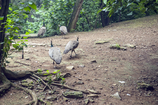 孔雀  動物園孔雀