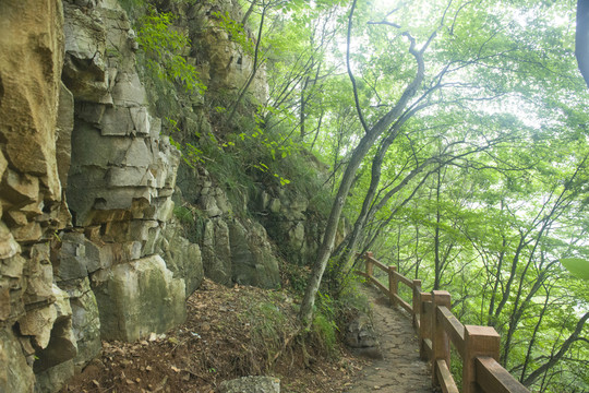 山上樹木 林場