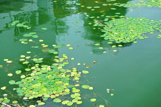 浮萍 水草
