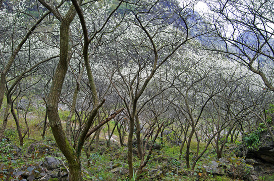 李樹(shù)