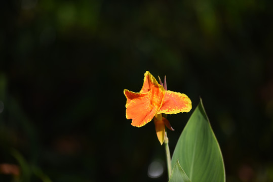 小花