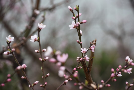 桃花
