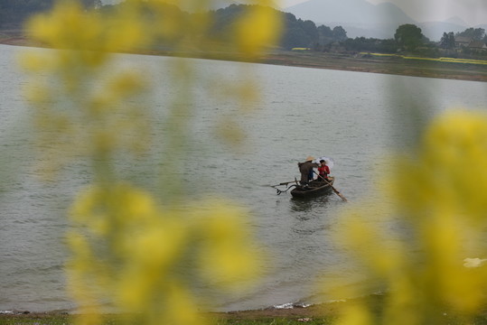 油菜花