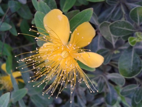 黃色小花