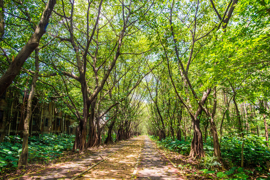 陽光綠樹大道