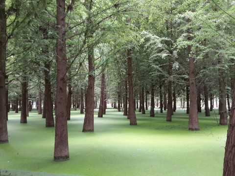 杉樹林