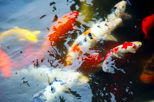 魚(yú)