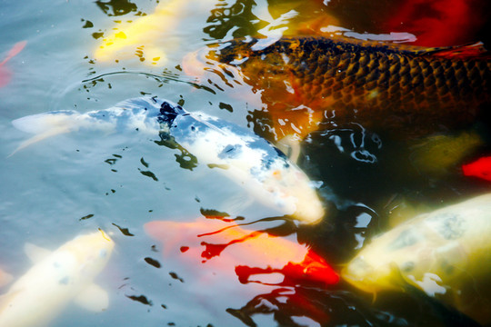 魚