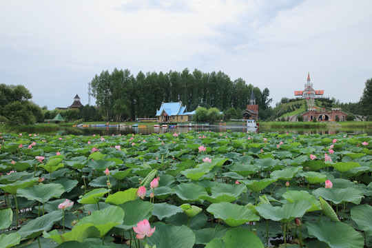 荷花