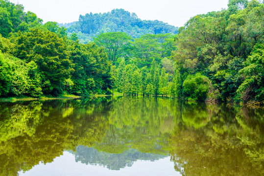 陽光湖泊水杉林