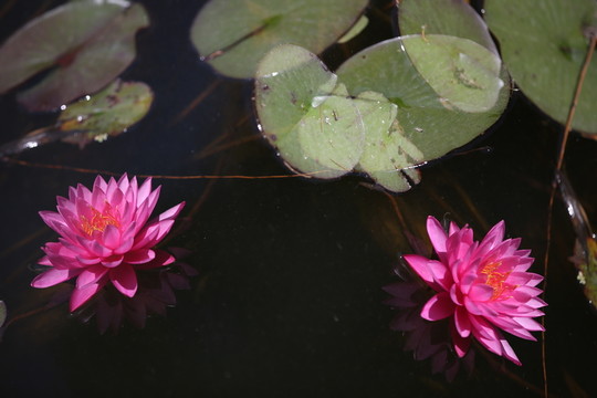 睡蓮