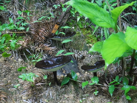 天然野靈芝