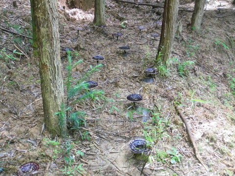 野生黑靈芝