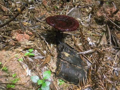 野生黑靈芝