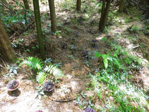 野生黑靈芝