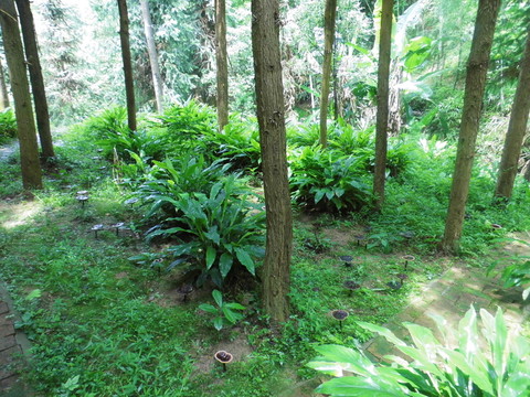野生靈芝