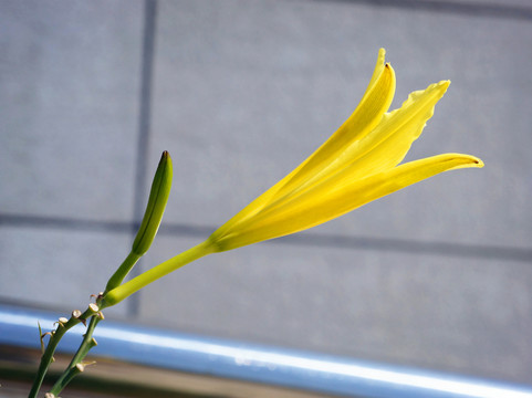 萱草花