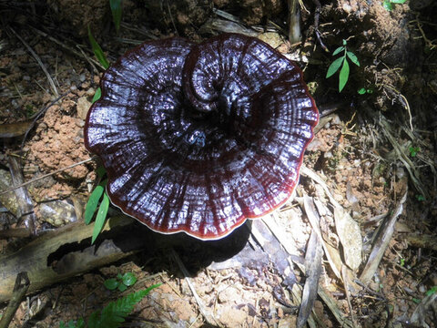 野生靈芝