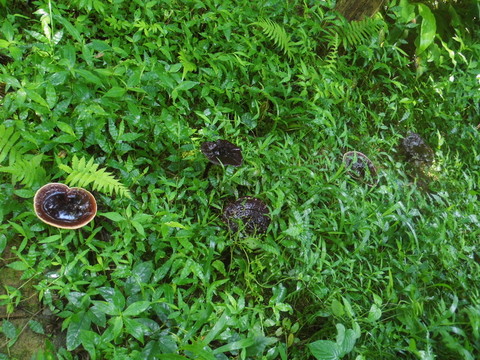 野生靈芝
