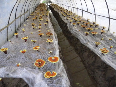 靈芝孢子粉種植