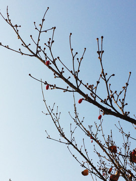 梅花枝干