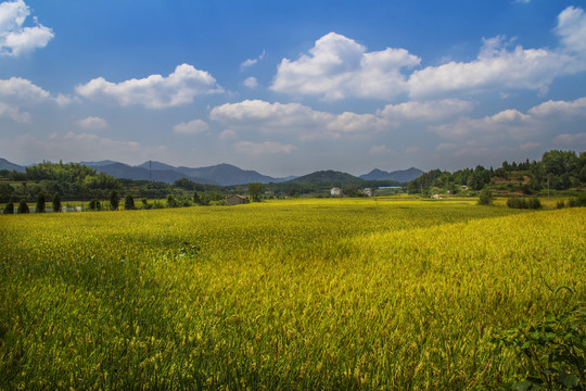 豐收麥田