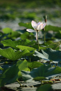 荷花