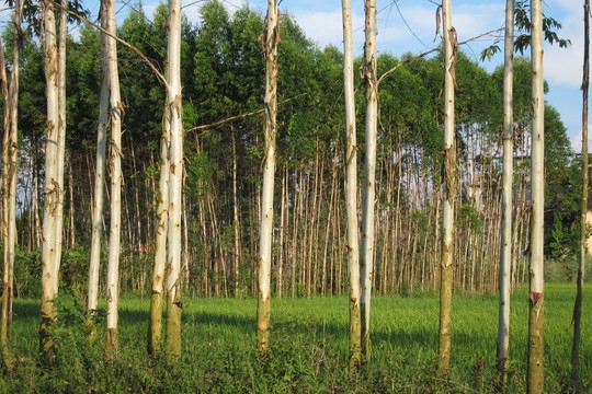 桉樹