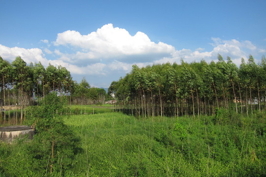 桉樹