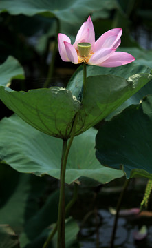 荷花