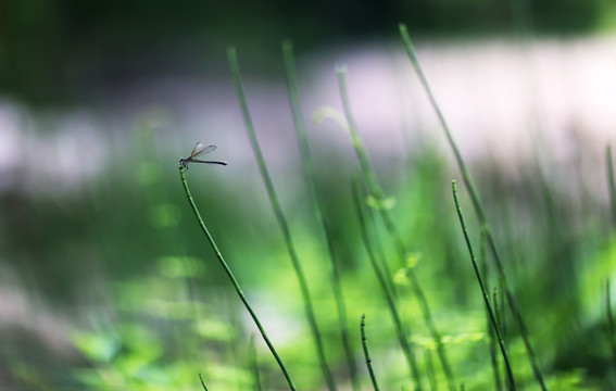 蜻蜓綠色植物