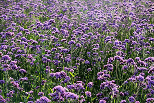 野花 山花 花海