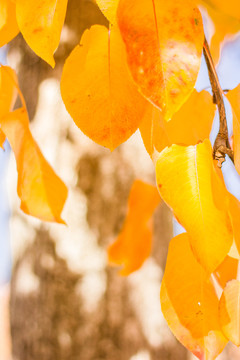 秋天金川紅葉
