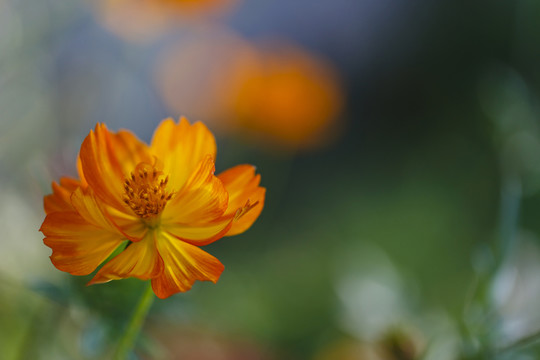 小花