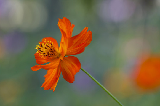 小花
