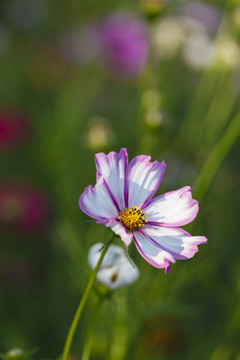 小花