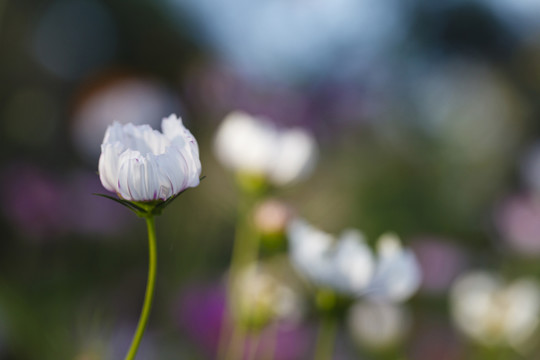小花