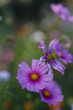 小花