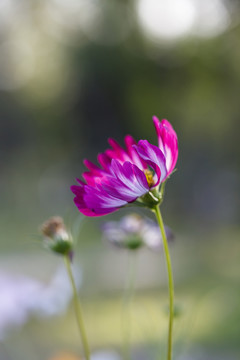 小花