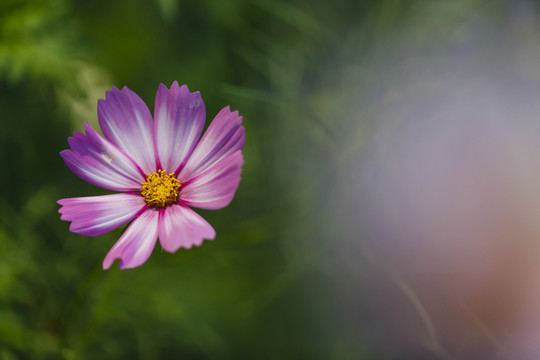 花朵