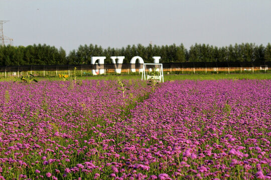 野花 山花 花海