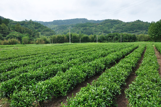 新昌綠茶茶園