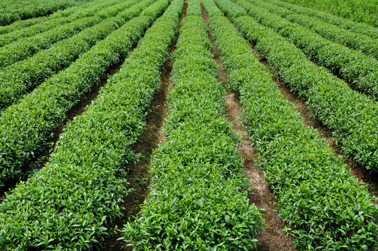 新昌綠茶茶園