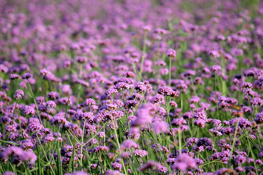 野花 山花 花海