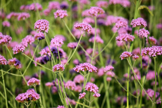 野花 山花 花海